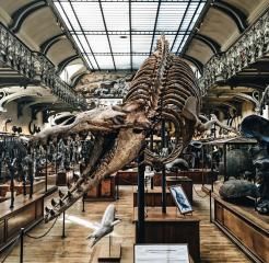 The Grand Gallery of Evolution; totally essential!